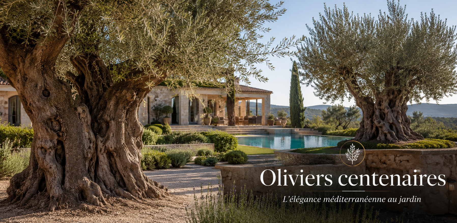 Olivier centenaire